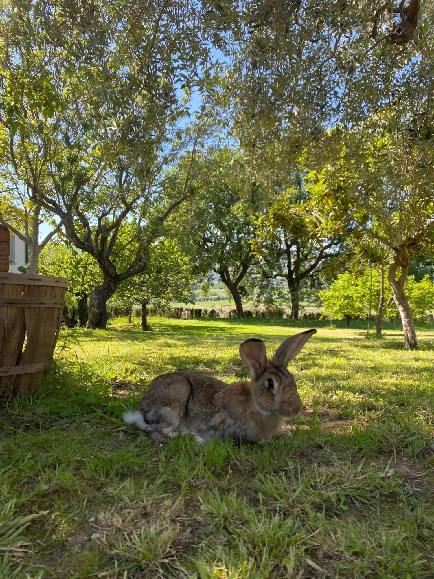 Colli del Tronto B&B In An 1800S Frescoed Villa With Panoramic Solarium And Historic Park - Villa Mastrangelo מראה חיצוני תמונה